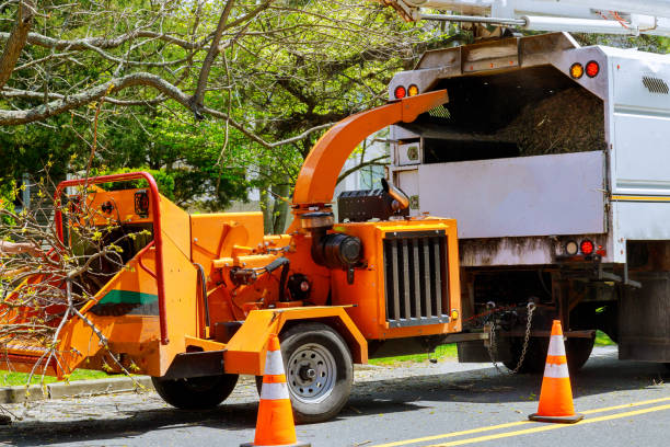 The Steps Involved in Our Tree Care Process in Crooked Lake Park, FL